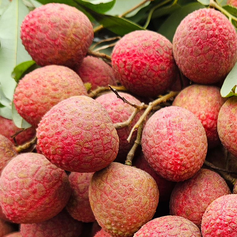 Bedana Lychee- 500