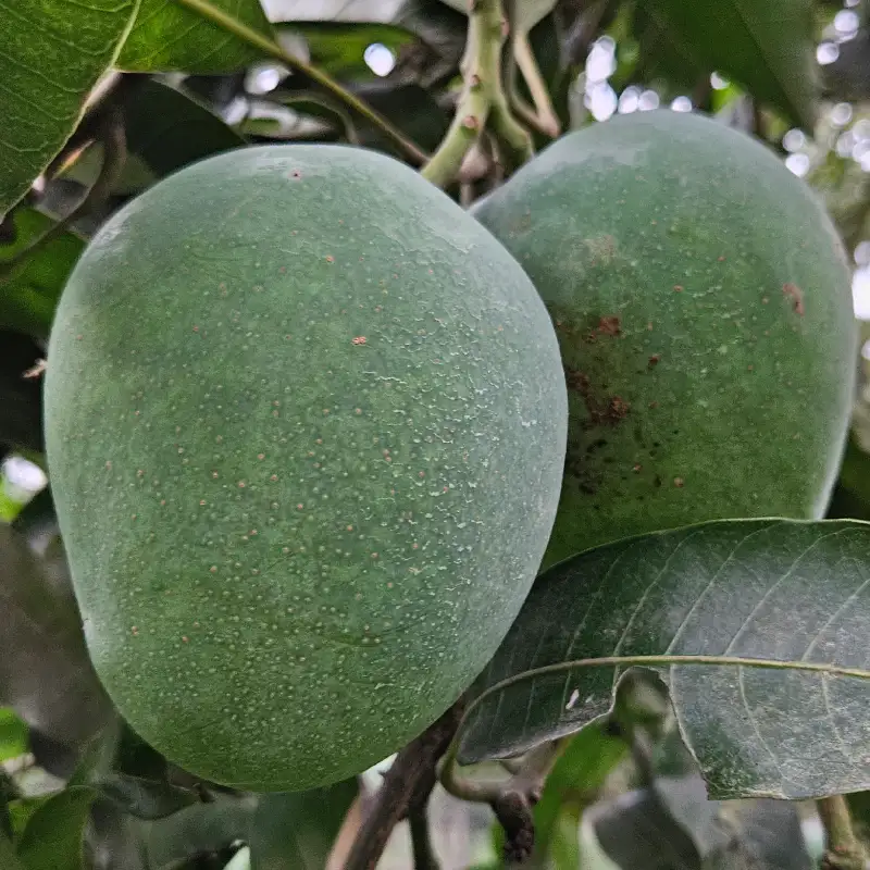 Himsagor Mango- 5 kg